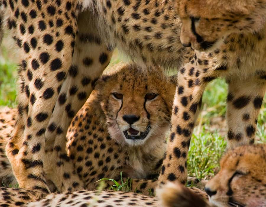 Nairobi: Day Trip to Maasai Mara Reserve & Maasai village - Searching for the Big Five