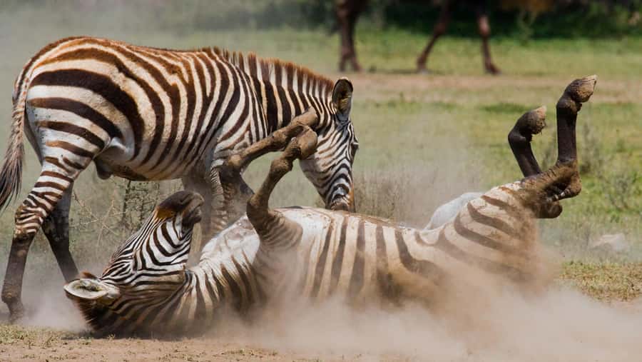 Nairobi: Day Trip to Maasai Mara Reserve & Maasai village - Is $180 a good value?