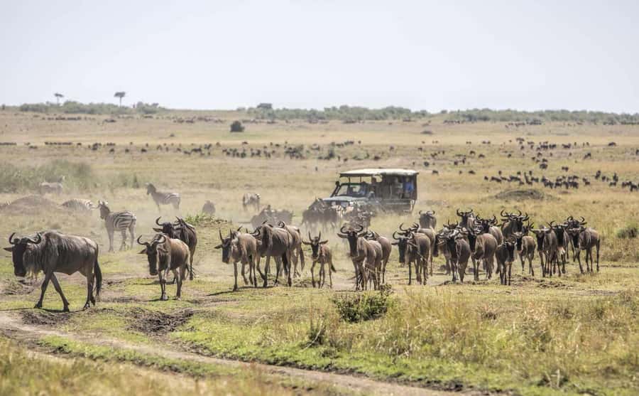 Nairobi: Day Trip to Maasai Mara Reserve & Maasai village - Group size, guides, and comfort