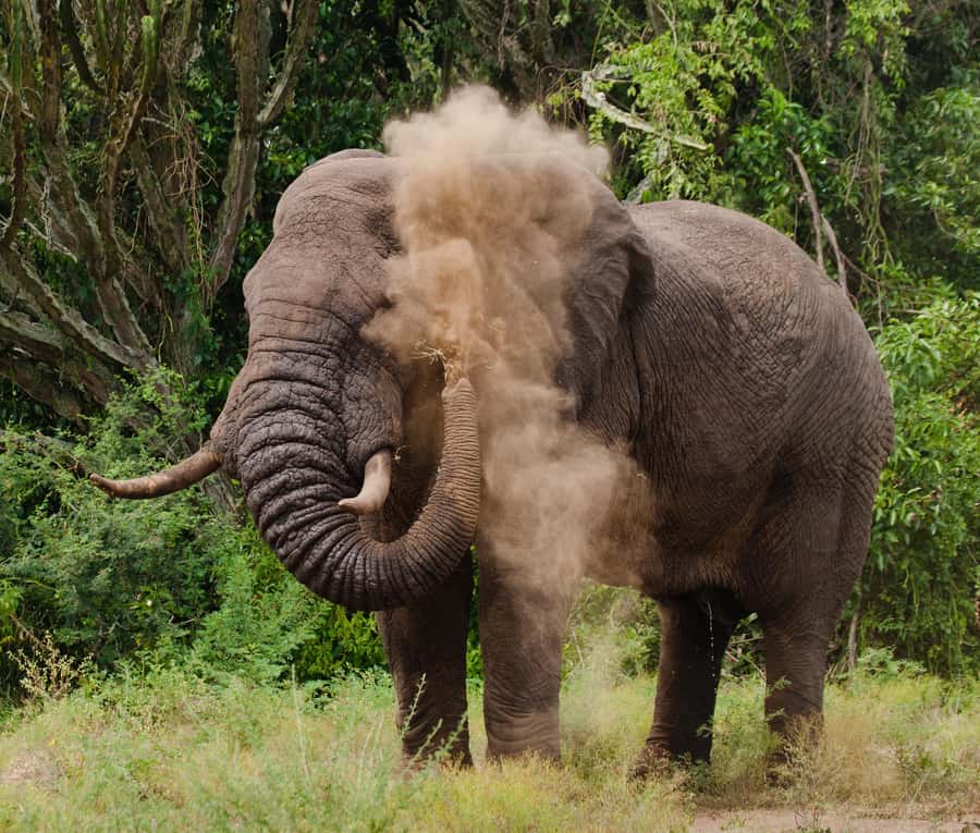 Nairobi: Day Trip to Maasai Mara Reserve & Maasai village - Should you book it?