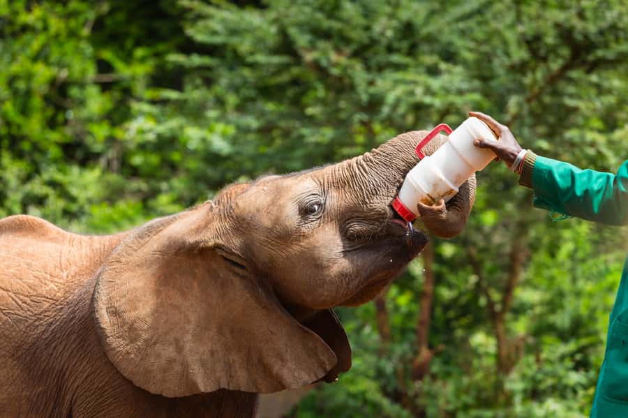 Nairobi: Elephant Orphanage, Beads Factory , giraffe center - Sheldrick Wildlife Trust and the Elephant Feeding Hour
