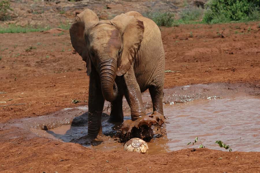 Nairobi: Elephant Orphanage, Beads Factory , giraffe center - What the $28 Price Really Covers