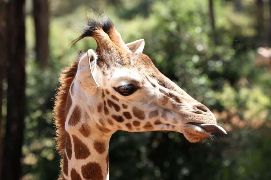 Nairobi: Elephant Orphanage Trust and Giraffe Center Tour - Key points to know before booking