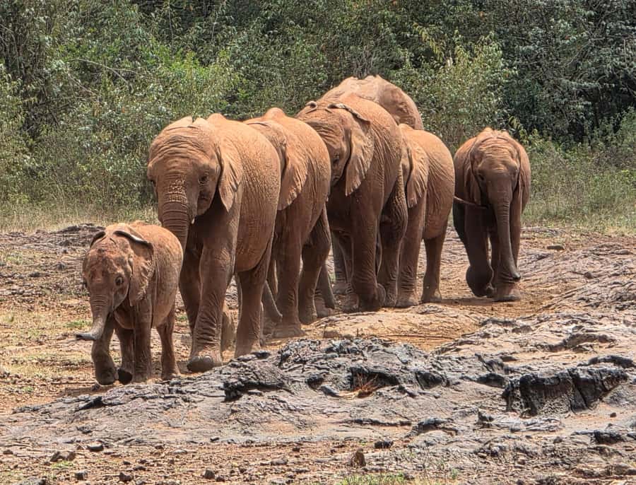 Nairobi: Elephant Orphanage Trust and Giraffe Center Tour - Feeding Rothschild giraffes at the Giraffe Center