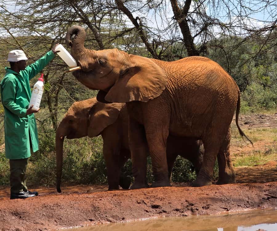 Nairobi: Elephant Orphanage Trust and Giraffe Center Tour - Kazuri Beads, pottery, and the people behind the work