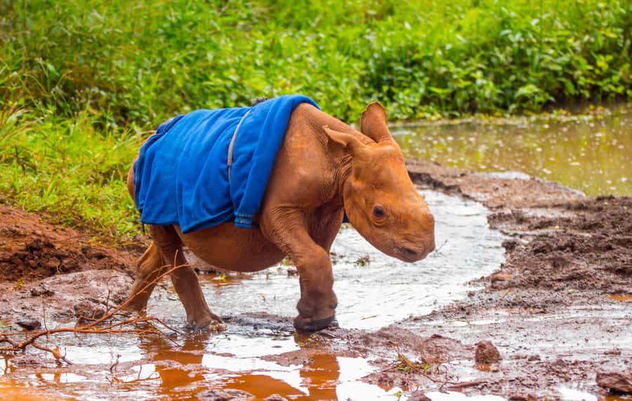 Nairobi: Elephant Orphanage Trust and Giraffe Center Tour - What the private vehicle changes