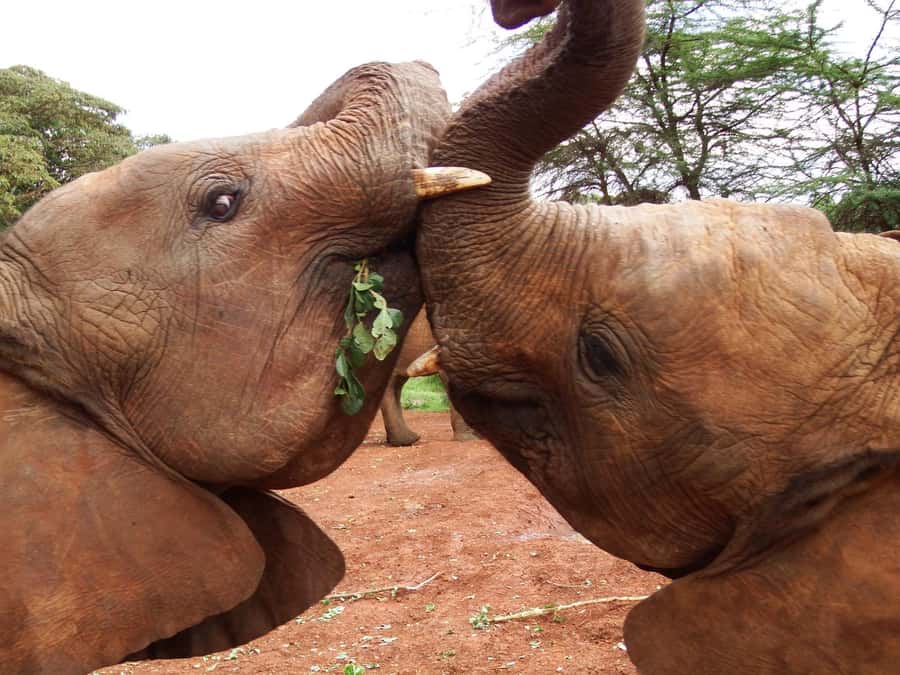 Nairobi: Elephant Orphanage Trust and Giraffe Center Tour - Language, group size, and guide quality