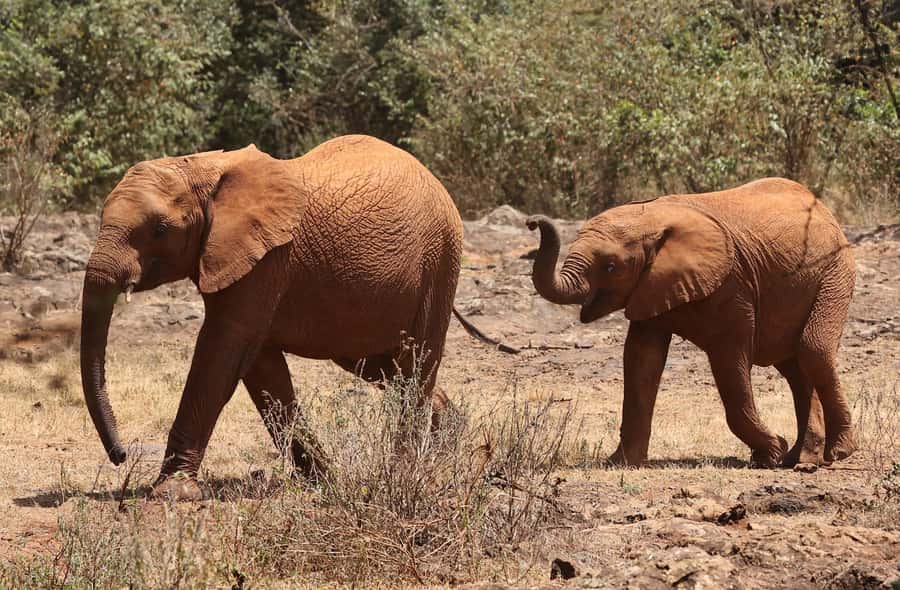 Nairobi: Elephant Orphanage Trust and Giraffe Center Tour - The Nairobi National Park fee needs careful checking