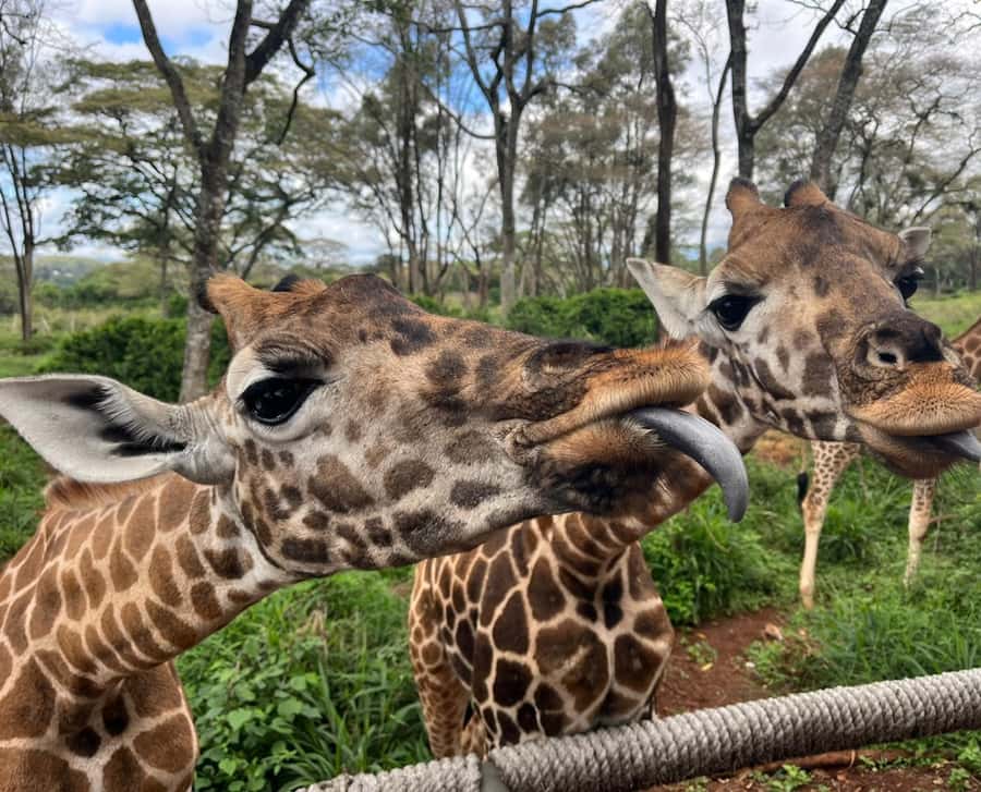 Nairobi: Elephant Orphanage Trust and Giraffe Center Tour - Who should book this experience