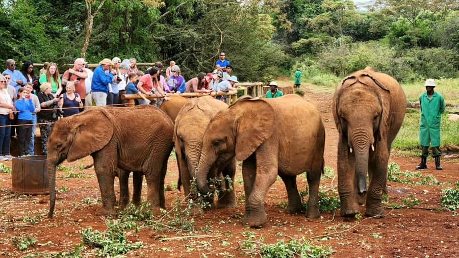 Nairobi: Elephant Orphanage Trust and Giraffe Center Tour - Starting with the Sheldrick Wildlife Trust at 11 AM