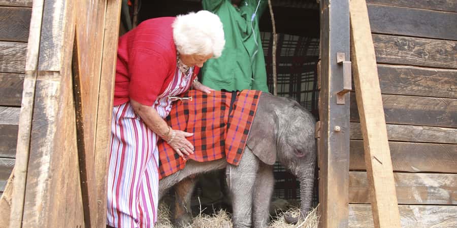 Nairobi: Elephant Sanctuary and Giraffe Center Day Tour - Two major animal stops, one compact Nairobi outing