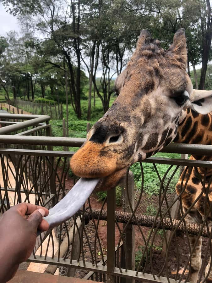 Nairobi: Elephant Sanctuary and Giraffe Center Day Tour - What the guides add to the day