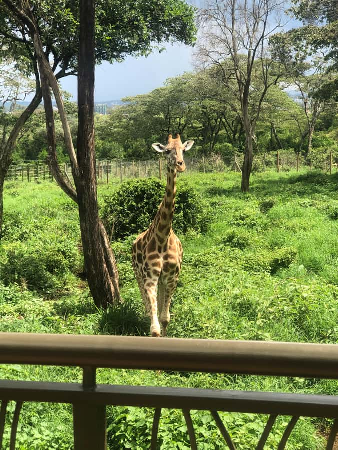 Nairobi: Elephant Sanctuary and Giraffe Center Day Tour - Price, entry fees, and real value