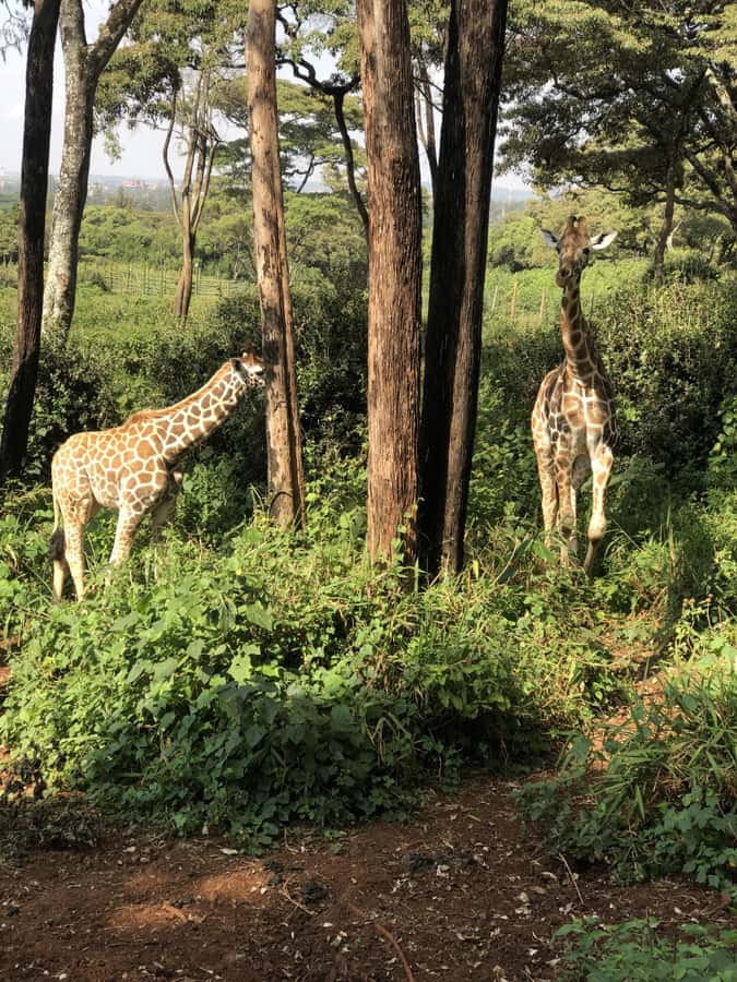 Nairobi: Elephant Sanctuary and Giraffe Center Day Tour - Who will enjoy this tour most