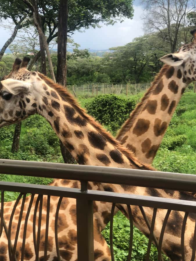 Nairobi: Elephant Sanctuary and Giraffe Center Day Tour - Should you book the elephant and giraffe day tour?