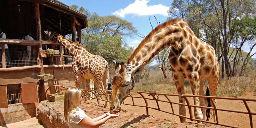 Nairobi: Elephant Sanctuary and Giraffe Center Day Tour - Morning pickup and a short tour of Nairobi