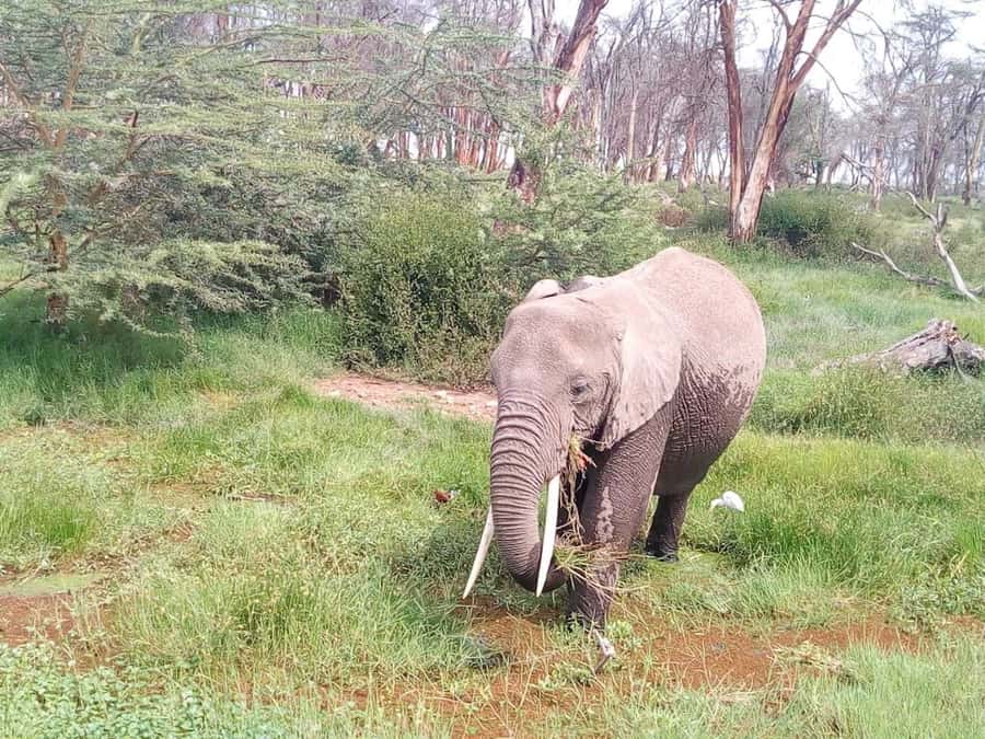 Nairobi: Elephants, Giraffes, Karen Blixen & Bomas Tour - Feeding giraffes at the Giraffe Centre
