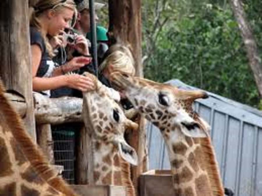 Nairobi: Elephants, Giraffes, Karen Blixen & Bomas Tour - Starting with rescued elephants at David Sheldrick