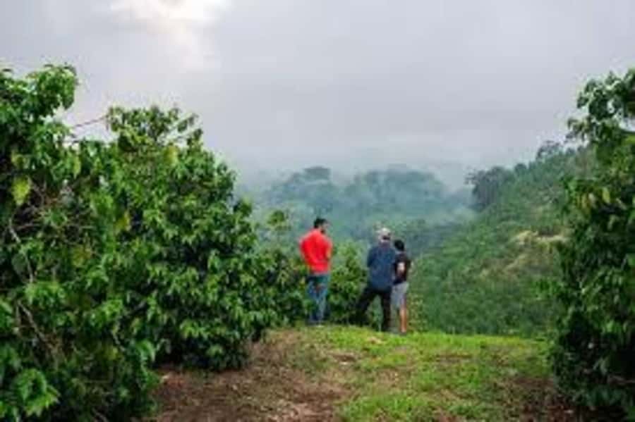 Nairobi: Fairview Coffee Estate Tour with Pickup - Key details before you book