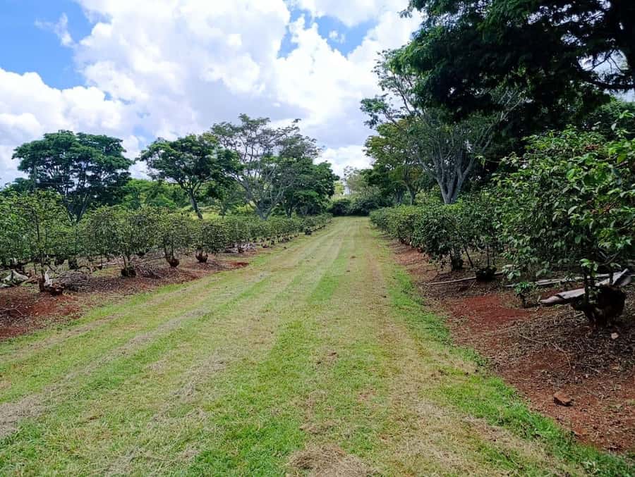 Nairobi: Fairview Coffee Estate Tour with Pickup - Cupping Kenyan coffee with a trained host