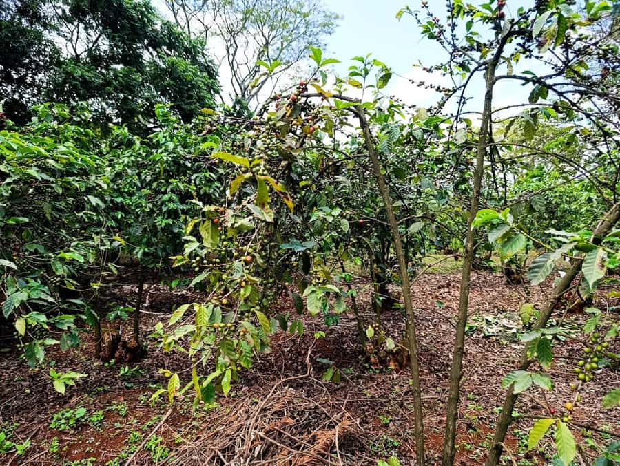 Nairobi: Fairview Coffee Estate Tour with Pickup - What the $38 price really covers