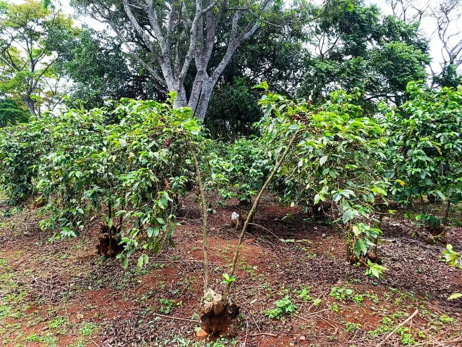 Nairobi: Fairview Coffee Estate Tour with Pickup - Pickup, timing, and the transport warning