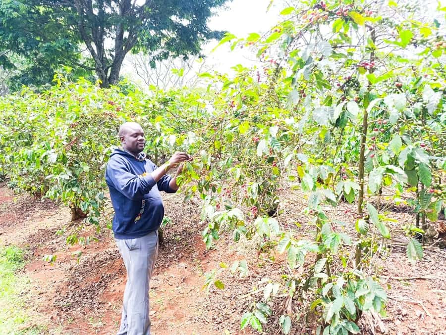 Nairobi: Fairview Coffee Estate Tour with Pickup - Who will enjoy this estate visit most