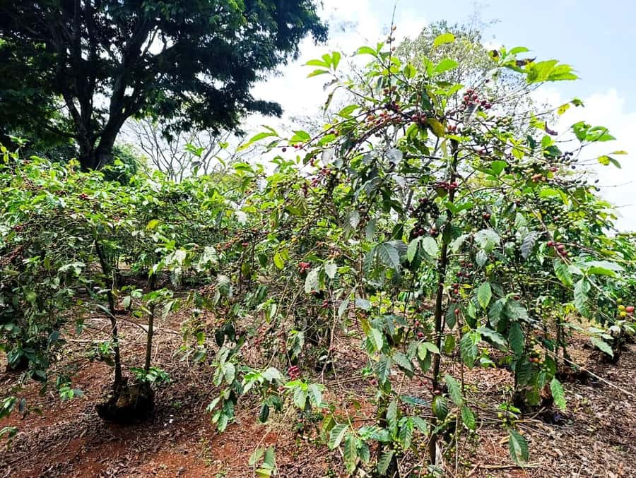 Nairobi: Fairview Coffee Estate Tour with Pickup - From welcome coffee to the first farm walk
