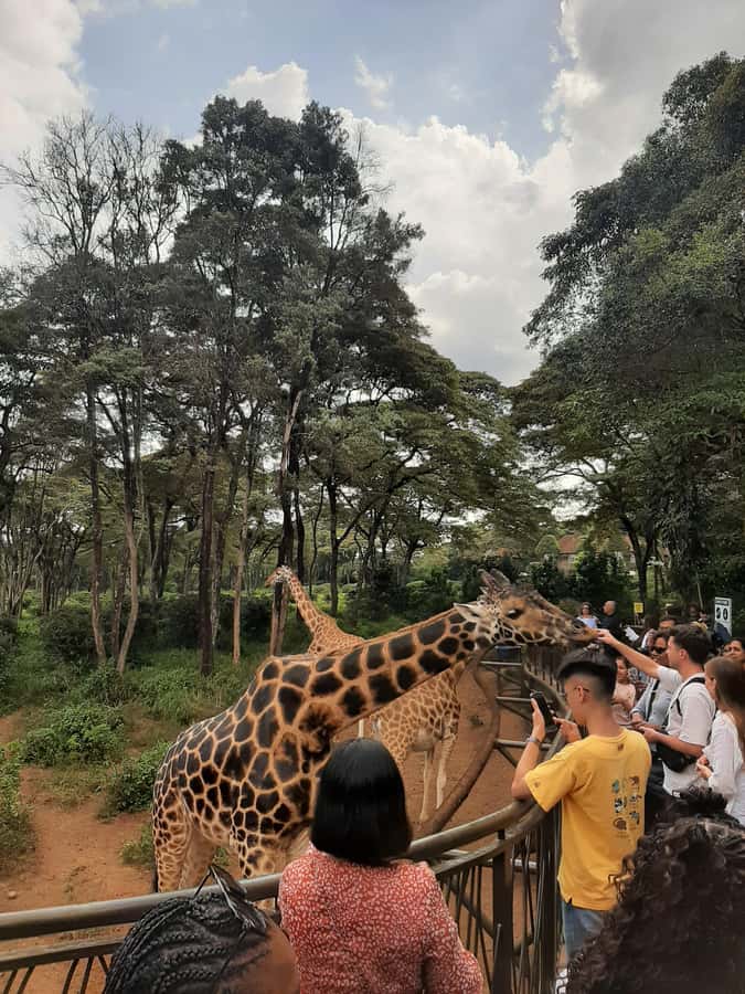 Nairobi: Game drive, elephant Orphanage & giraffe centre. - Lunch breaks up the animal visits