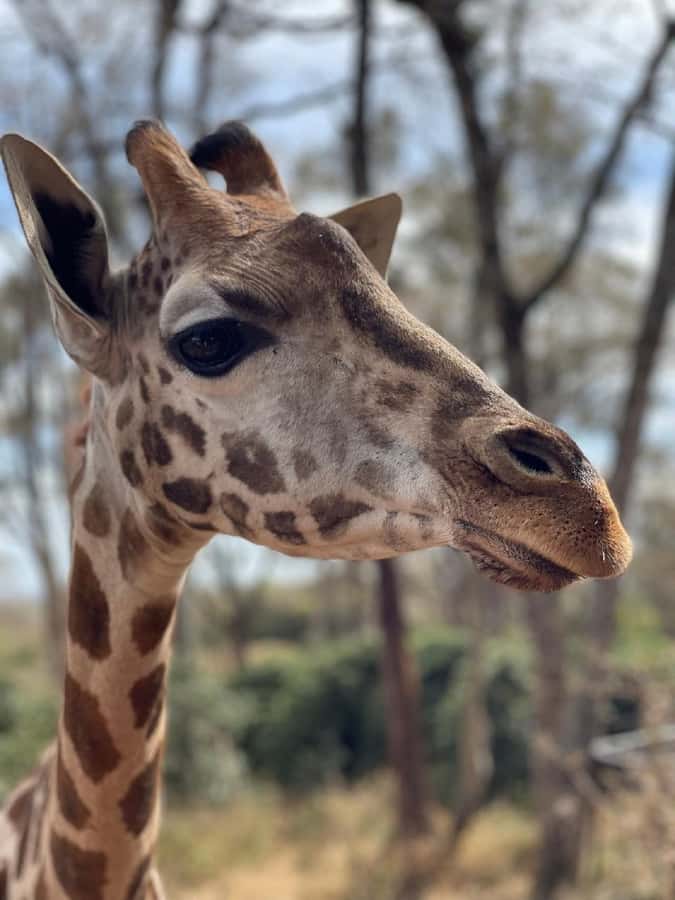 Nairobi:Giraffe Center, Baby Elephant and Beads factory Tour - What the $32 price really covers