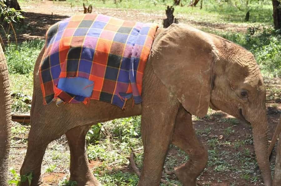 Nairobi:Giraffe Center, Baby Elephant and Beads factory Tour - Practical questions to settle before departure