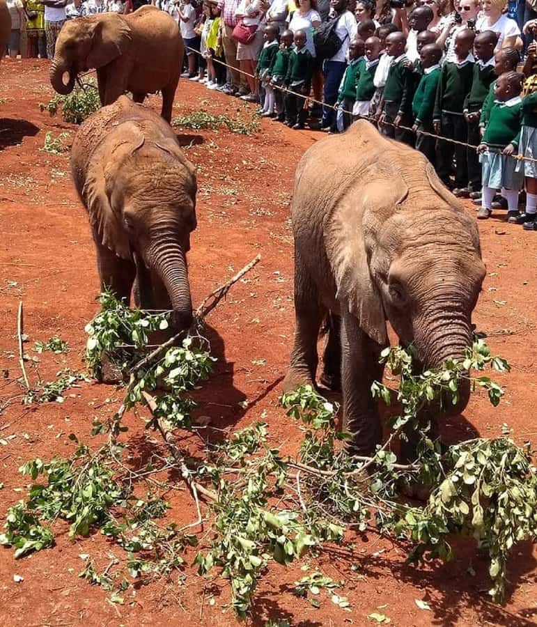 Nairobi:Giraffe Center, Baby Elephant and Beads factory Tour - Should you book this tour?