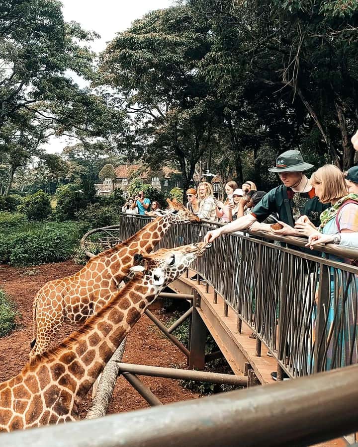 Nairobi: Giraffe Center, Elephant Orphanage, and Beads Tour - Key points to know before booking