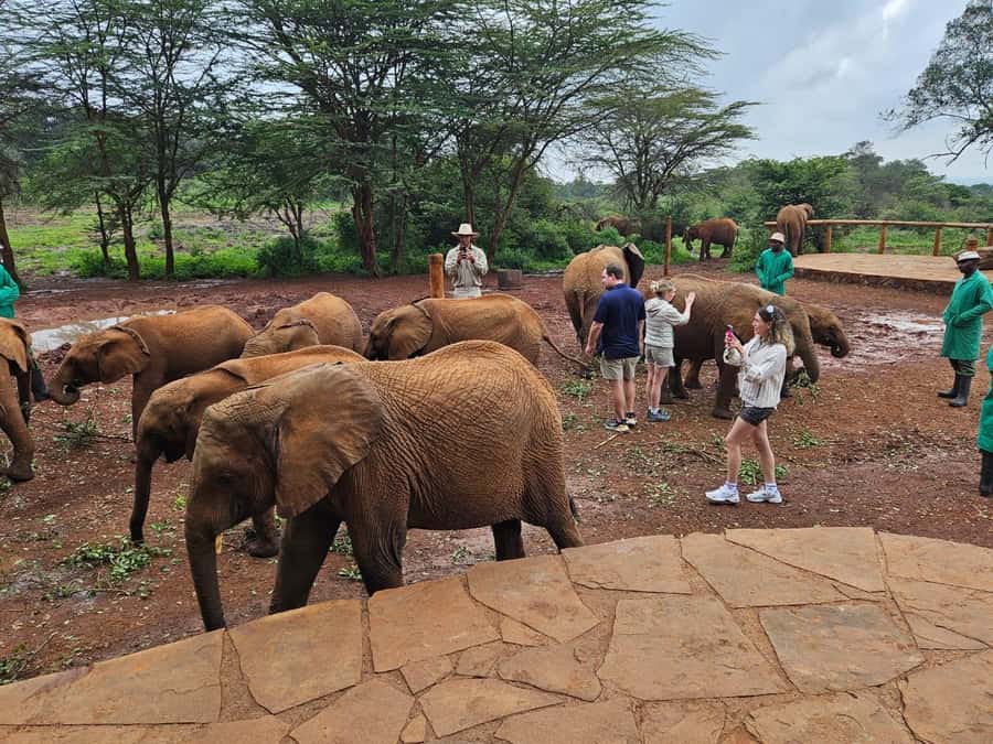 Nairobi: Giraffe Center, Elephant Orphanage, and Beads Tour - Learning about elephant rescue at the Sheldrick Wildlife Trust