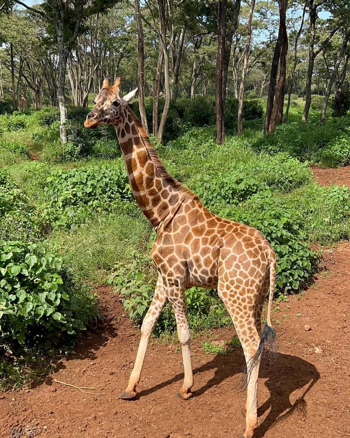 Nairobi: Giraffe Center, Elephant Orphanage, and Beads Tour - The guide, van, and city traffic