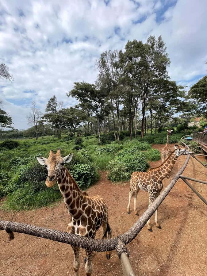 Nairobi: Giraffe Center, Elephant Orphanage, and Beads Tour - How to prepare for five hours in Nairobi
