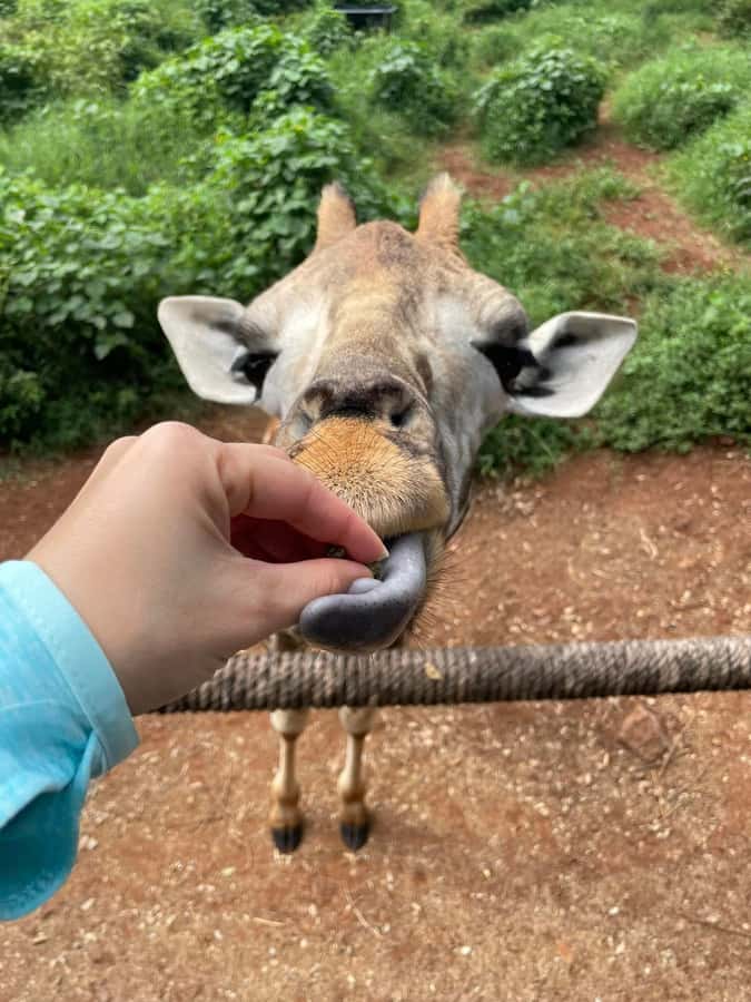 Nairobi: Giraffe Center, Elephant Orphanage, and Beads Tour - Who should book this experience?