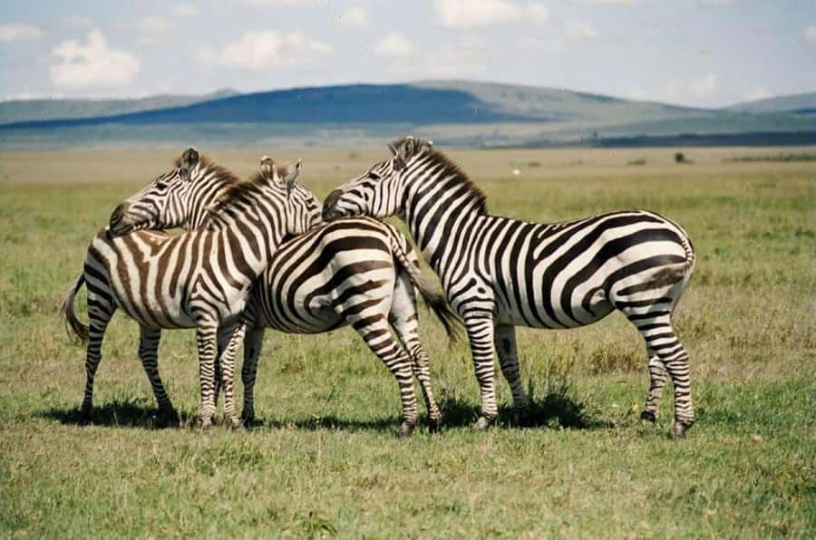 Nairobi:Group Hell's Gate National Park & Lake Naivasha Tour - Should you book this Hell’s Gate and Naivasha day?