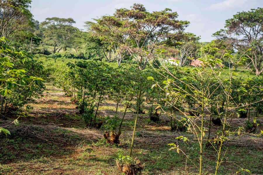 Nairobi: Guided Coffee Farm Tour with Tastings - Key points at a glance