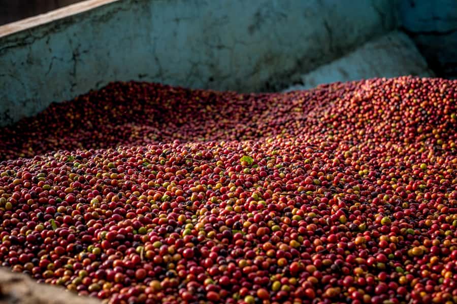 Nairobi: Guided Coffee Farm Tour with Tastings - Why this farm visit is worth your Nairobi time