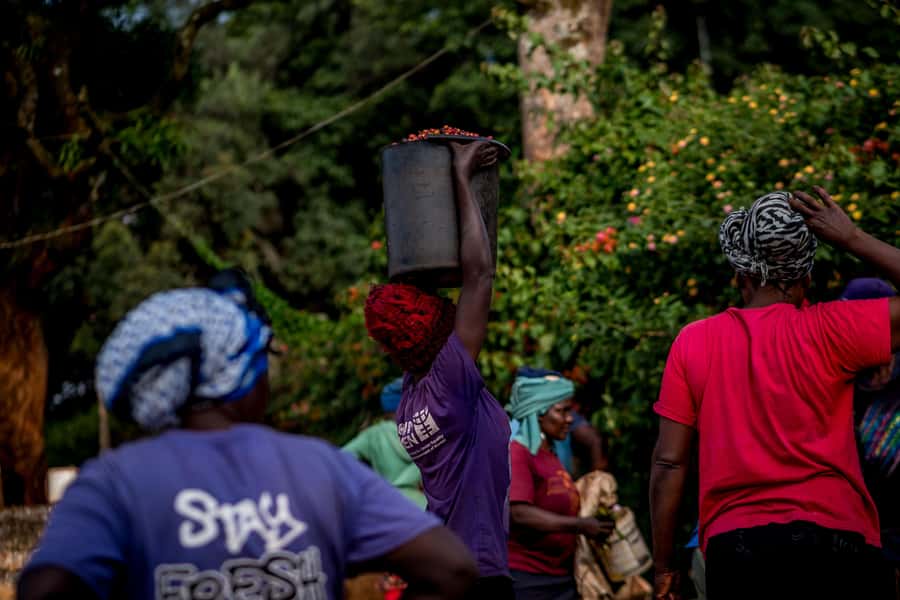 Nairobi: Guided Coffee Farm Tour with Tastings - Walking among coffee varieties