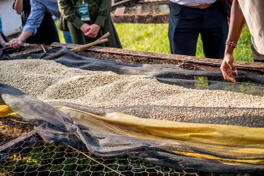 Nairobi: Guided Coffee Farm Tour with Tastings - From cherries to the liquor room