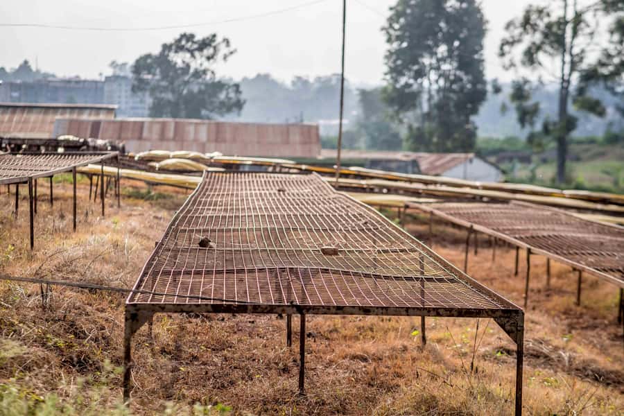 Nairobi: Guided Coffee Farm Tour with Tastings - The final cup and complimentary snack