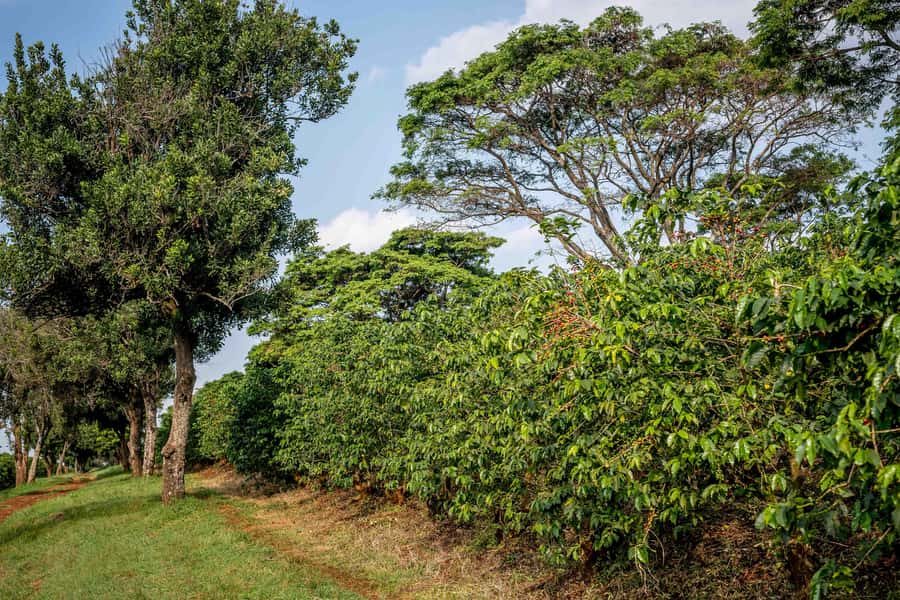 Nairobi: Guided Coffee Farm Tour with Tastings - The guide makes a real difference