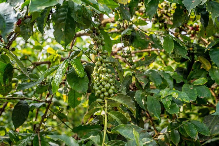 Nairobi: Guided Coffee Farm Tour with Tastings - Is $27 good value?