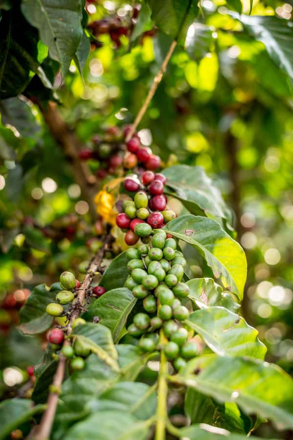 Nairobi: Guided Coffee Farm Tour with Tastings - Pickup with Patrick and the road out of Nairobi