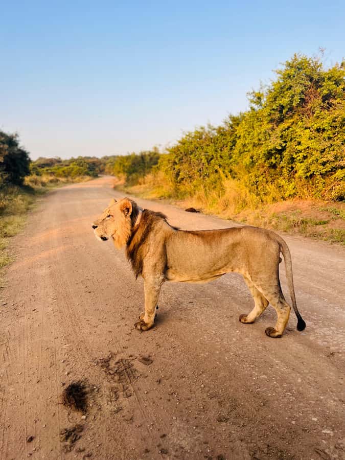 Nairobi: Half-Day Game Drive at Nairobi National Park - Key points to know before booking
