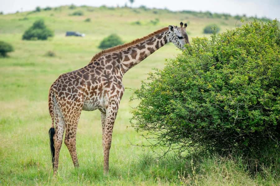 Nairobi: Half-Day Game Drive at Nairobi National Park - Why Nairobi National Park works for a short safari