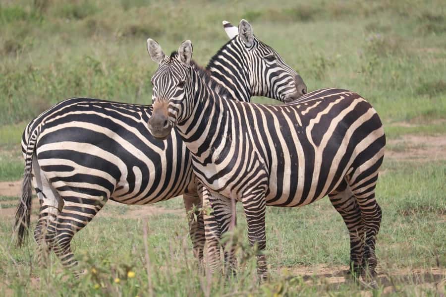 Nairobi: Half-Day Game Drive at Nairobi National Park - Entering through the gate, where monkeys may greet you