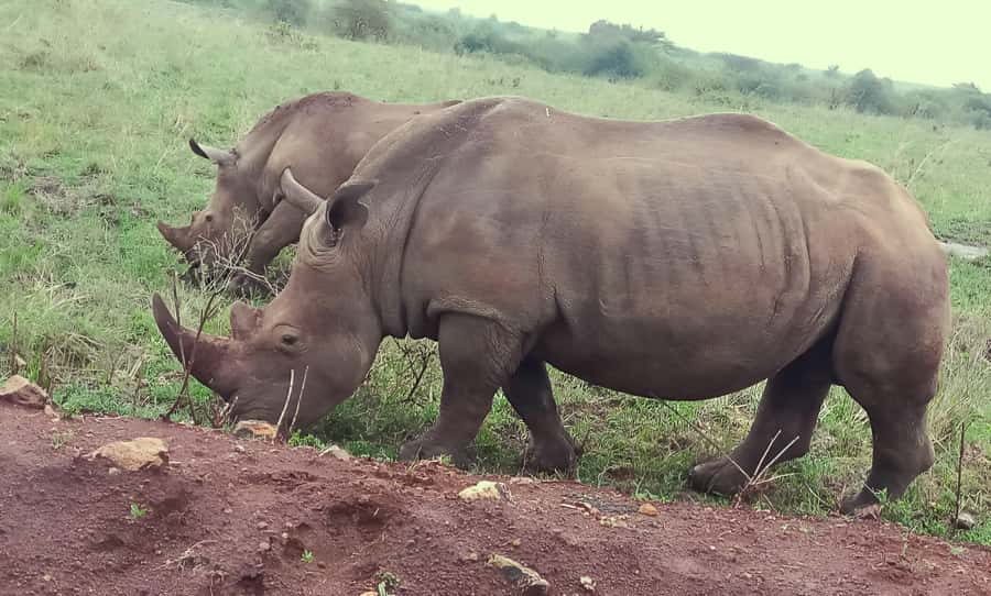 Nairobi: Half-Day Game Drive at Nairobi National Park - What the guide adds to the experience